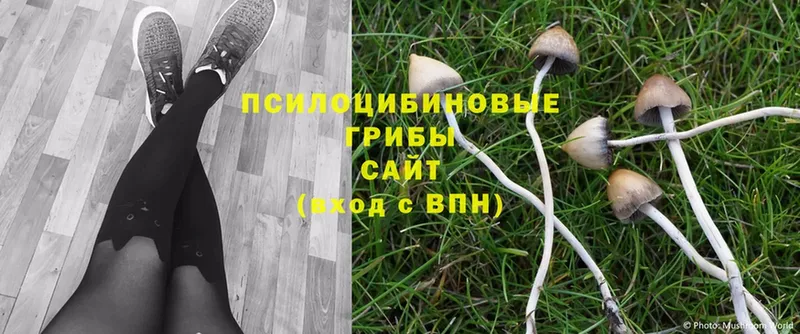 Галлюциногенные грибы Psilocybine cubensis  Нарьян-Мар 